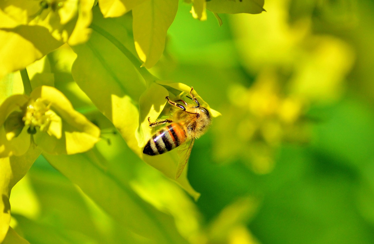 Basics of Eco-Friendly Beekeeping for Beginners